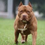 menino-de-1-ano-e-atacado-por-pitbull-ao-colocar-braco-em-grade