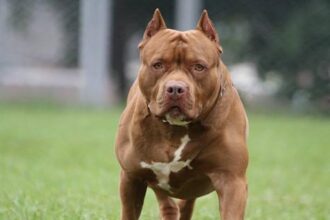 menino-de-1-ano-e-atacado-por-pitbull-ao-colocar-braco-em-grade