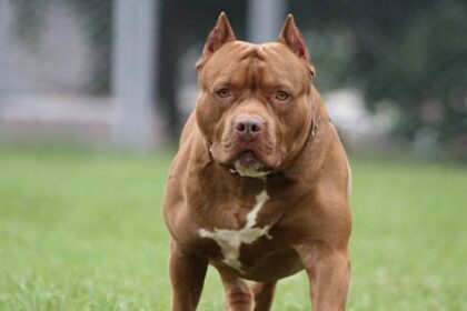 menino-de-1-ano-e-atacado-por-pitbull-ao-colocar-braco-em-grade