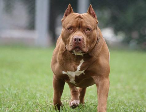 menino-de-1-ano-e-atacado-por-pitbull-ao-colocar-braco-em-grade