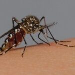 brasil-chega-a-94-mortes-por-dengue-em-2024;-casos-provaveis-passam-de-555-mil