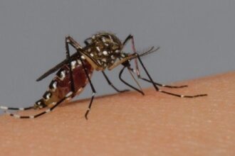 brasil-chega-a-94-mortes-por-dengue-em-2024;-casos-provaveis-passam-de-555-mil