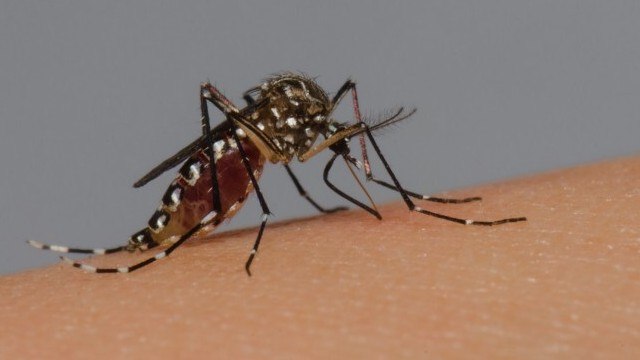 brasil-chega-a-94-mortes-por-dengue-em-2024;-casos-provaveis-passam-de-555-mil