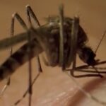 df-tem-30%-das-mortes-por-dengue-no-brasil;-capital-registra-79,3-mil-casos