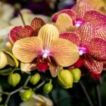 descubra-como-manter-suas-orquideas-sempre-floridas!