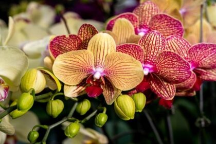 descubra-como-manter-suas-orquideas-sempre-floridas!