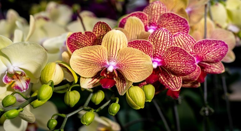 descubra-como-manter-suas-orquideas-sempre-floridas!