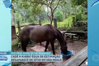 egua-de-estimacao-desaparece-de-sitio-na-grande-sao-paulo