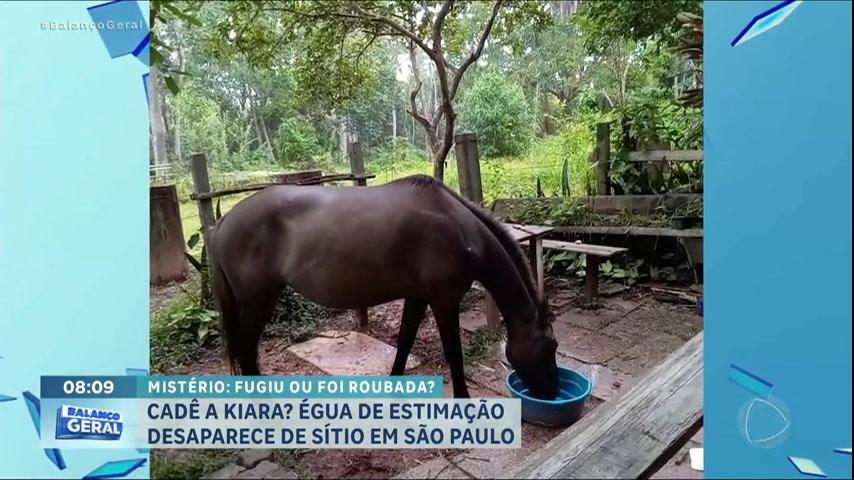 egua-de-estimacao-desaparece-de-sitio-na-grande-sao-paulo