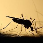 sesau-discute-medidas-para-enfrentamento-da-dengue-em-alagoas-com-ministra-da-saude