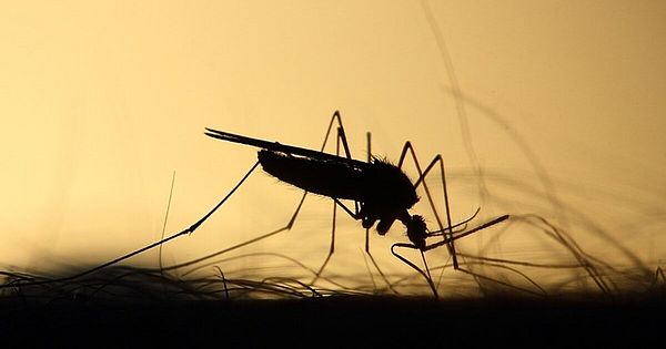 sesau-discute-medidas-para-enfrentamento-da-dengue-em-alagoas-com-ministra-da-saude