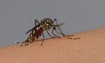 em-quase-tres-meses,-brasil-registra-mais-da-metade-de-casos-de-dengue-notificados-em-2023