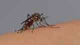 em-quase-tres-meses,-brasil-registra-mais-da-metade-de-casos-de-dengue-notificados-em-2023