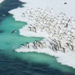 pinguins-de-adelia-sao-flagrados-nadando,-e-imagens-impressionam;-assista