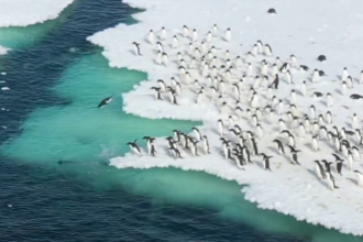 pinguins-de-adelia-sao-flagrados-nadando,-e-imagens-impressionam;-assista