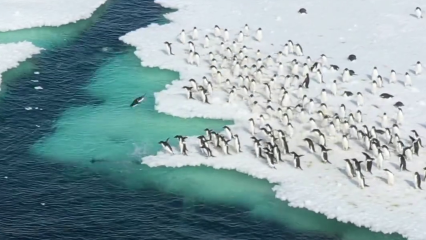 pinguins-de-adelia-sao-flagrados-nadando,-e-imagens-impressionam;-assista