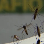 brasil-passa-de-200-mortes-causadas-por-dengue-desde-o-comeco-do-ano