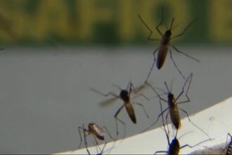 brasil-passa-de-200-mortes-causadas-por-dengue-desde-o-comeco-do-ano