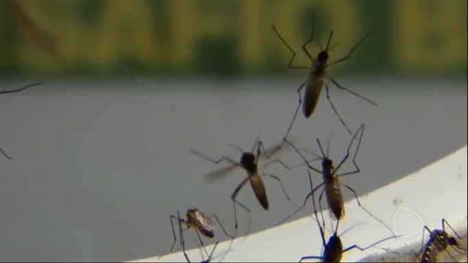 brasil-passa-de-200-mortes-causadas-por-dengue-desde-o-comeco-do-ano