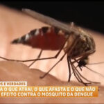 dengue:-especialista-esclarece-mitos-e-verdades-sobre-o-que-atrai-ou-afasta-o-mosquito