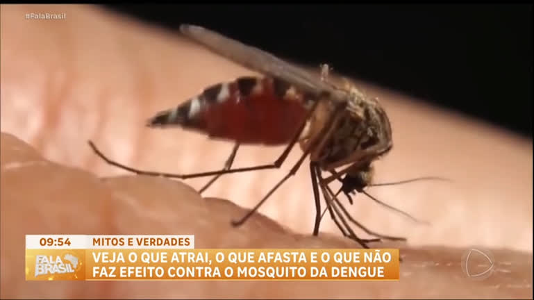 dengue:-especialista-esclarece-mitos-e-verdades-sobre-o-que-atrai-ou-afasta-o-mosquito