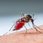 numero-de-mortes-por-dengue-no-estado-de-sao-paulo-sobe-para-27