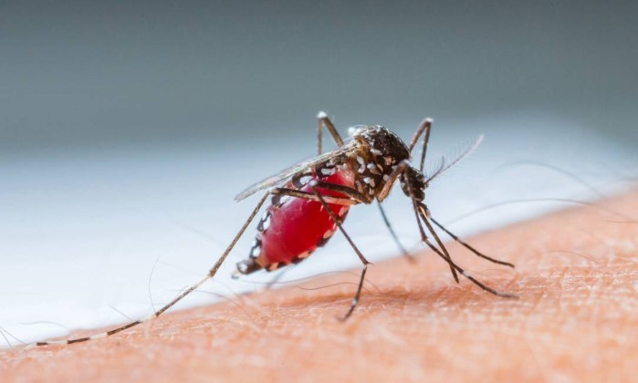 numero-de-mortes-por-dengue-no-estado-de-sao-paulo-sobe-para-27