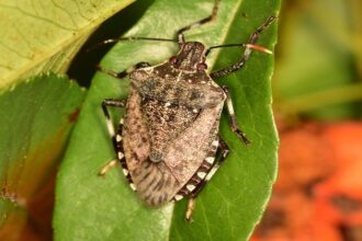 especies-invasoras-ameacam-a-biodiversidade-brasileira