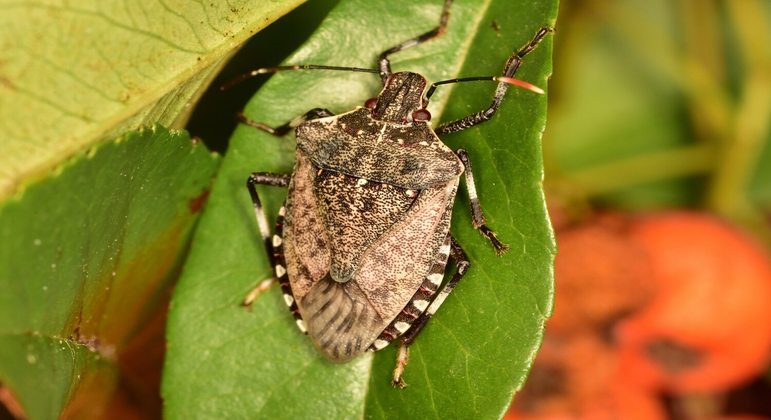 especies-invasoras-ameacam-a-biodiversidade-brasileira