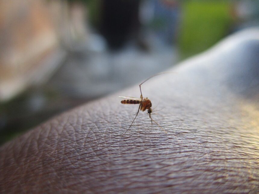 mortes-por-dengue-em-sao-paulo-sobe-para-31