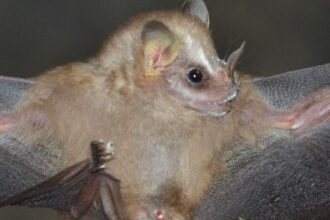 pre-festa-de-casamento-de-bilionario-indiano-tem-visita-a-zoologico-para-onde-araras-brasileiras-foram-levadas