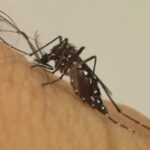 brasil-ultrapassa-300-mortes-por-dengue;-mais-de-700-estao-sob-investigacao