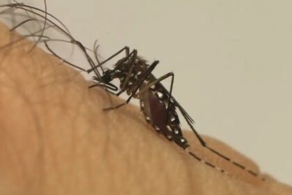 brasil-ultrapassa-300-mortes-por-dengue;-mais-de-700-estao-sob-investigacao