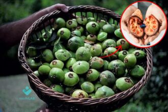 cambuci-faz-mal-para-os-rins?-descubra-mais-sobre-a-fruta-exotica