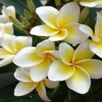 descubra-os-encantos-do-jasmim:-uma-planta-exotica-e-perfumada