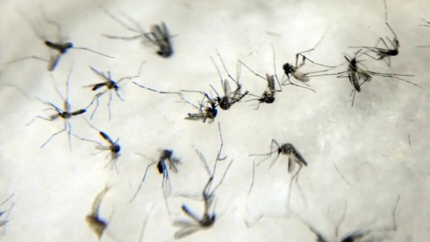 anvisa-estuda-liberar-venda-de-autoteste-para-detectar-dengue