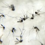 anvisa-estuda-liberar-venda-de-autoteste-para-detectar-dengue