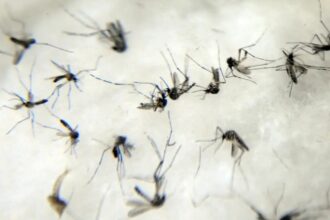 anvisa-estuda-liberar-venda-de-autoteste-para-detectar-dengue