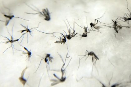 anvisa-estuda-liberar-venda-de-autoteste-para-detectar-dengue