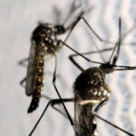 de-quantos-dias-e-o-atestado-medico-para-a-dengue?