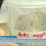 bacteria-inserida-em-mosquitos-da-dengue-reduzem-casos-em-ate-70%