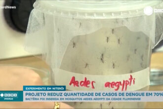 bacteria-inserida-em-mosquitos-da-dengue-reduzem-casos-em-ate-70%