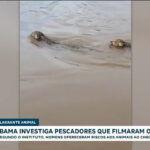 ibama-investiga-pescadores-por-importunarem-oncas-no-rio-araguaia,-em-goias