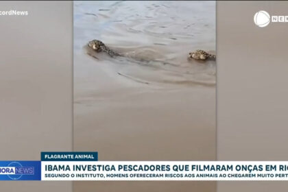 ibama-investiga-pescadores-por-importunarem-oncas-no-rio-araguaia,-em-goias