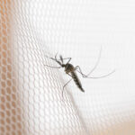 dengue:-pacientes-reclamam-de-demora-no-atendimento-em-upas 