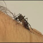 estado-de-sao-paulo-chega-a-91-mortes-por-dengue