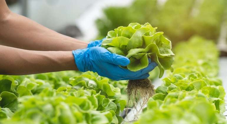 descubra-os-segredos-do-cultivo-de-alface-hidroponica-em-casa!