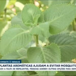 plantas-aromaticas-ajudam-no-combate-a-dengue;-entenda