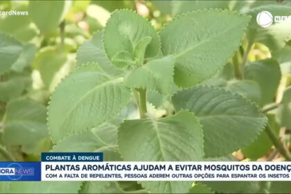 plantas-aromaticas-ajudam-no-combate-a-dengue;-entenda