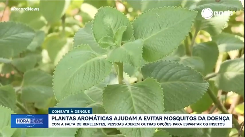 plantas-aromaticas-ajudam-no-combate-a-dengue;-entenda